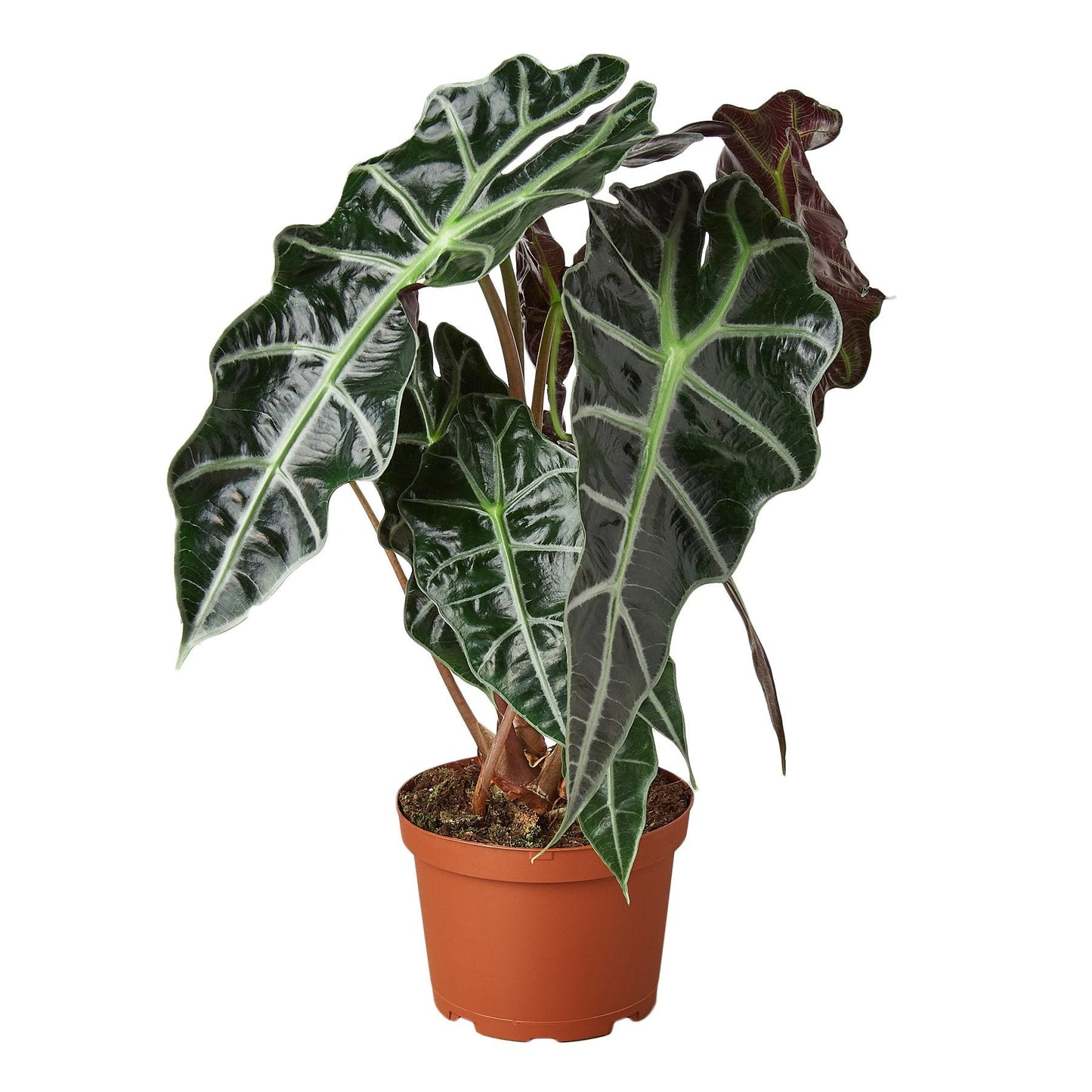 6" Pot - Alocasia Polly 'African Mask'