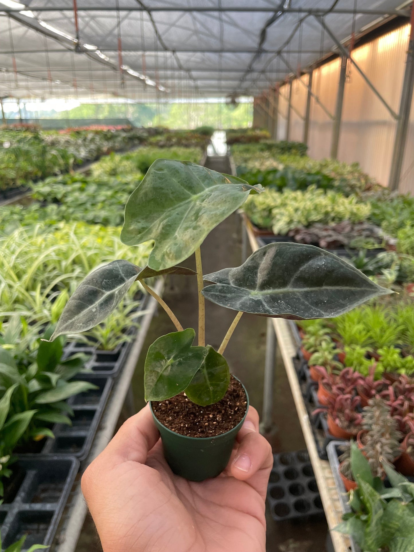 2" Pot - Alocasia Polly 'African Mask'