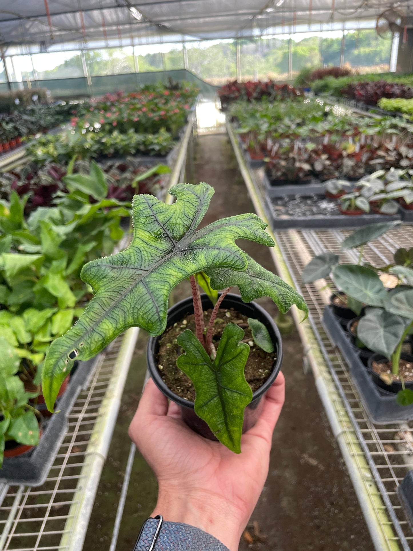 4" Pot - Alocasia 'Jacklyn'