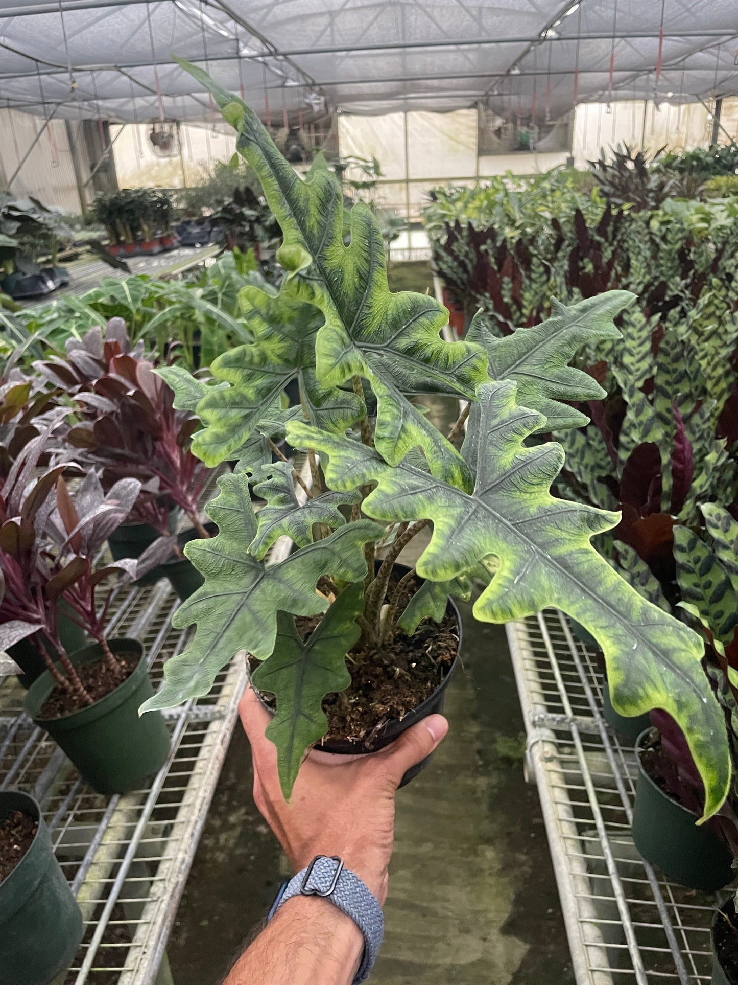 6" Pot - Alocasia 'Jacklyn'