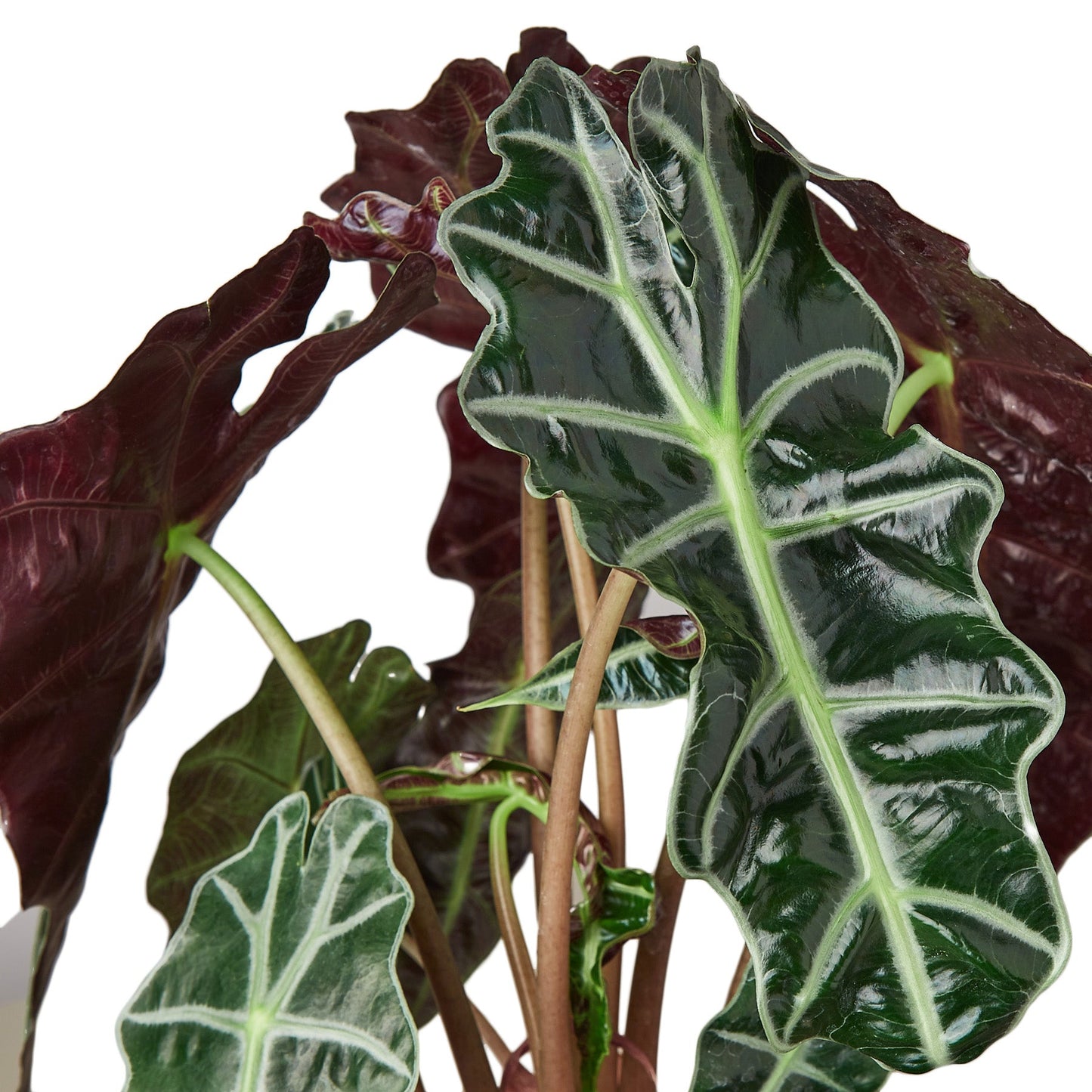 4" Pot - Alocasia Polly 'African Mask'