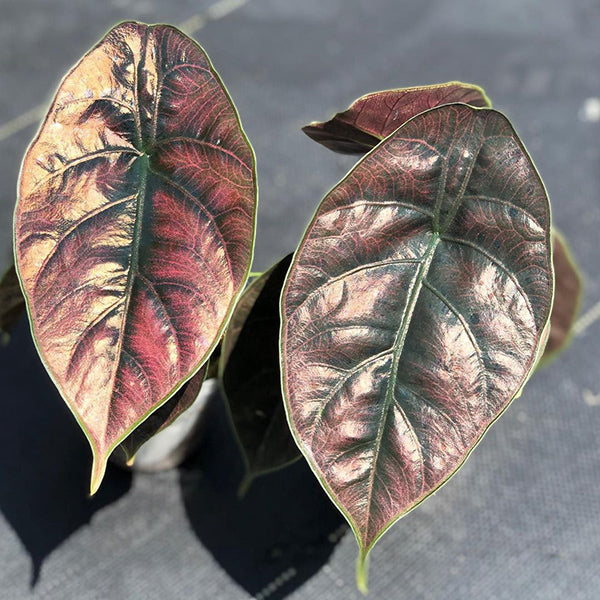 Alocasia 'Red Mambo'