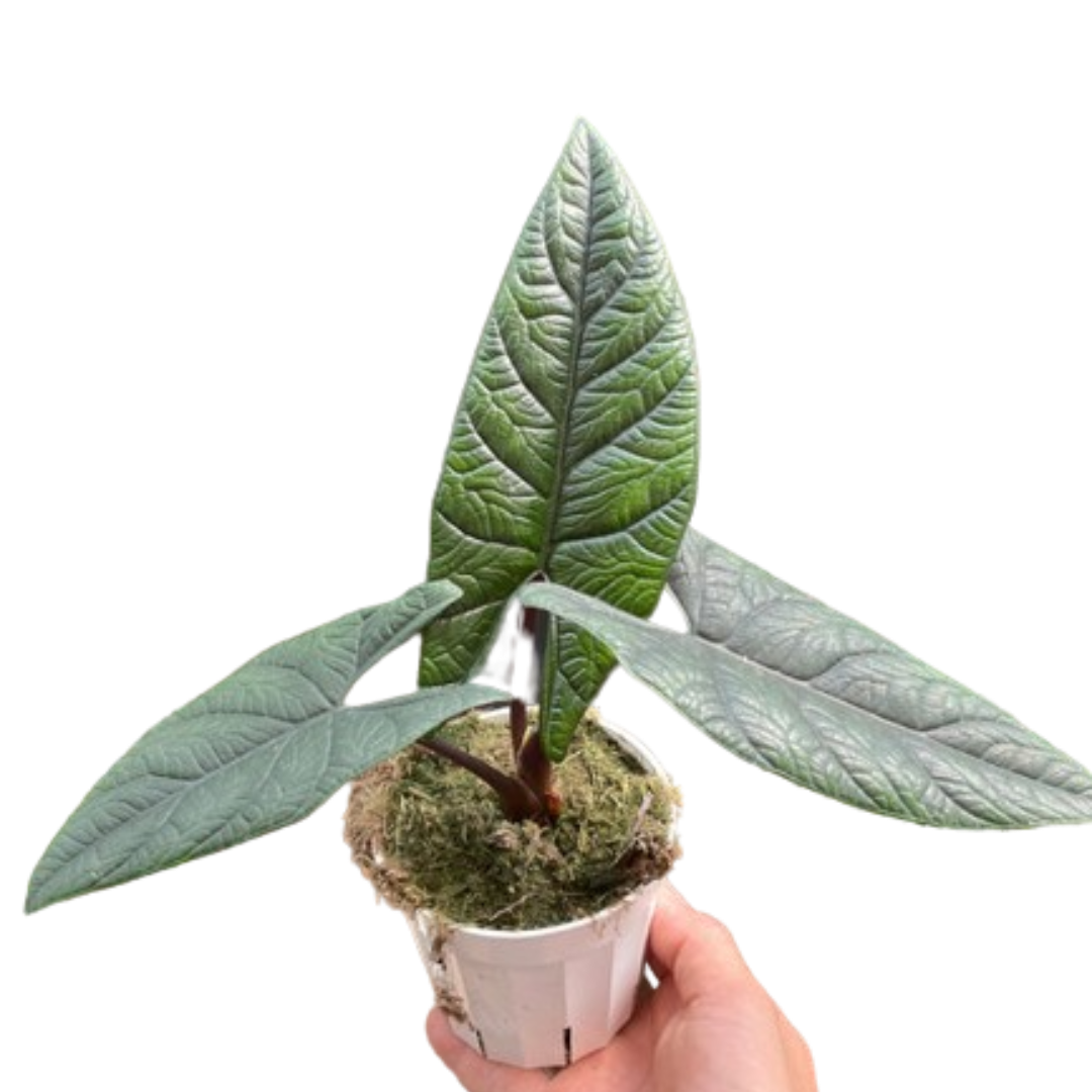Alocasia 'Scalprum