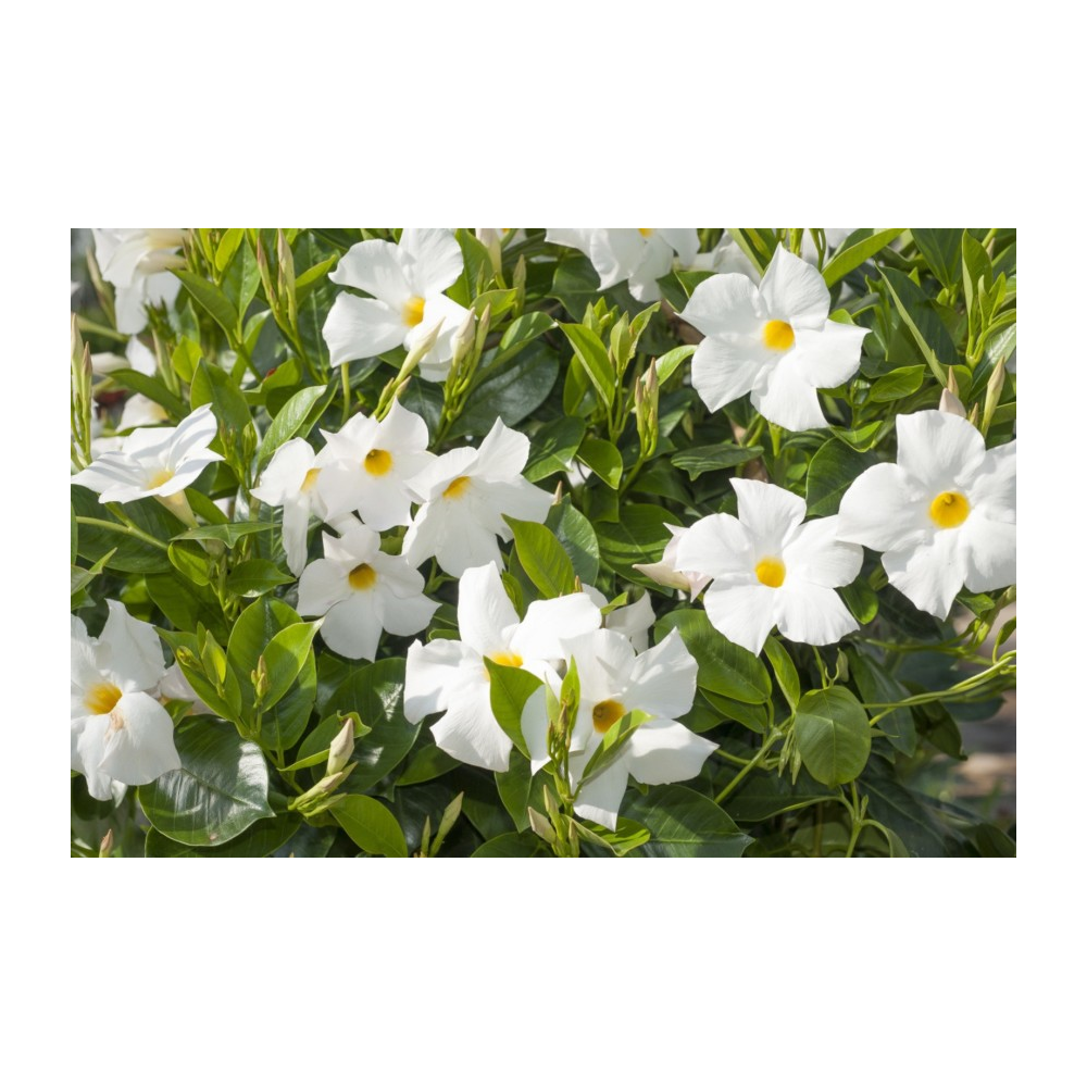 Dipladenia Premier White