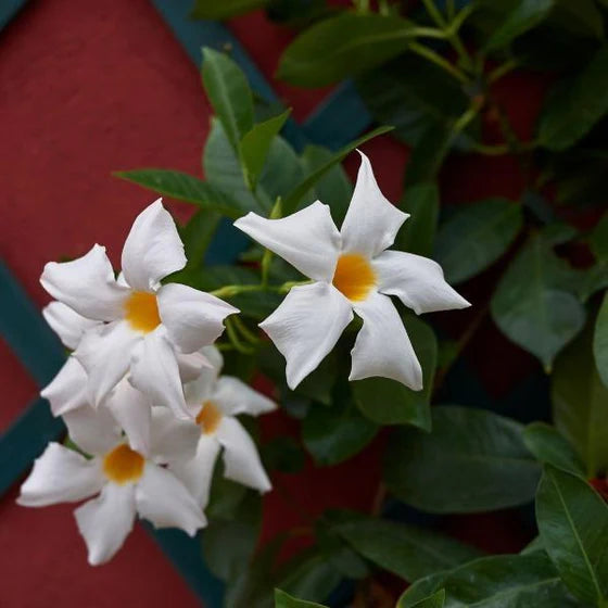 Dipladenia Premier White