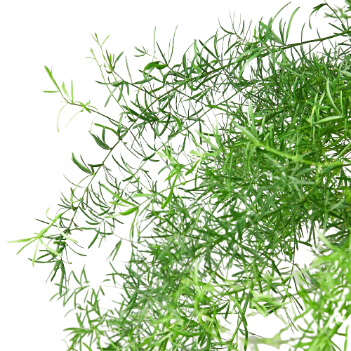Fern 'Sprengeri'