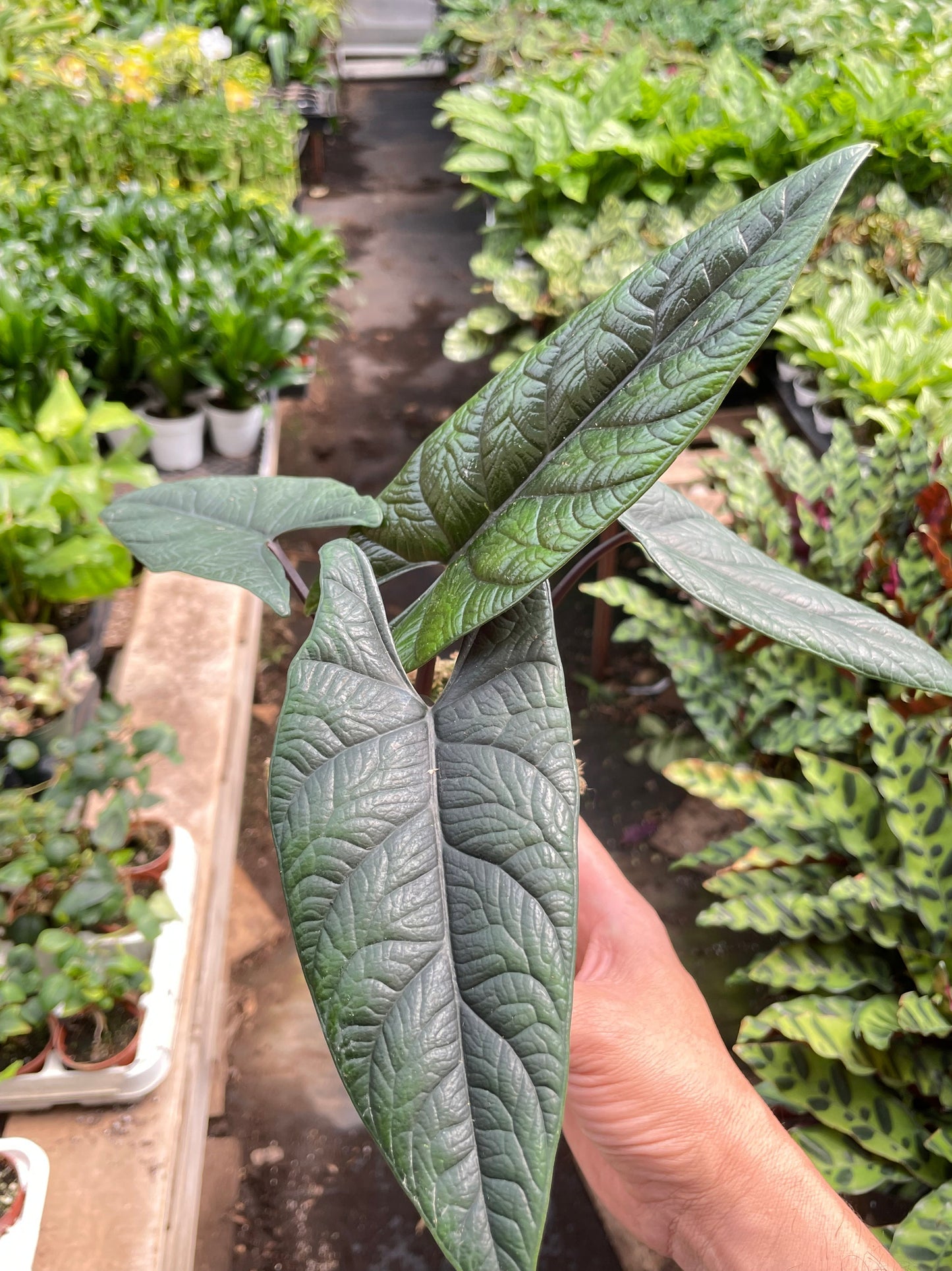 Alocasia 'Scalprum