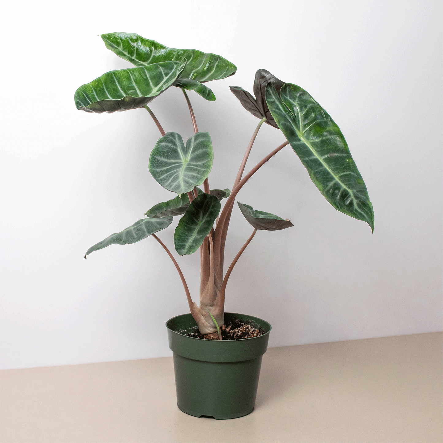 6" Pot - Alocasia Pink Dragon