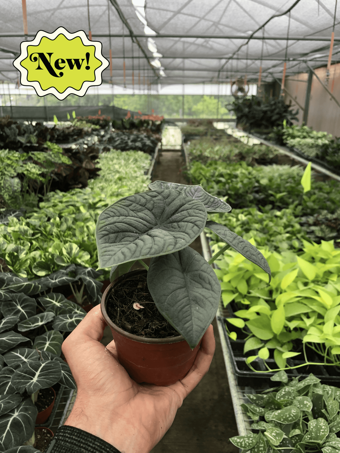 4" Pot - Alocasia 'Melo'