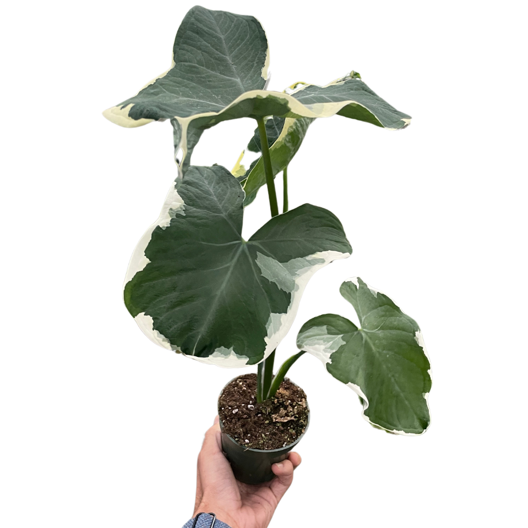 Alocasia 'Mickey Mouse' (Xanthosoma sagittifolium 'Variegatum Monstrosum')