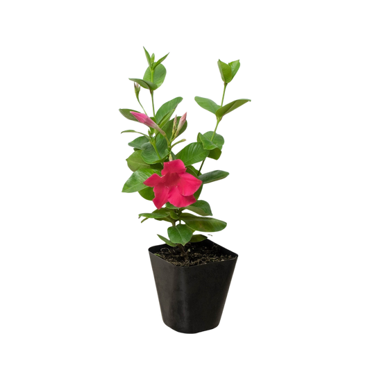 Dipladenia Premier Hot Pink