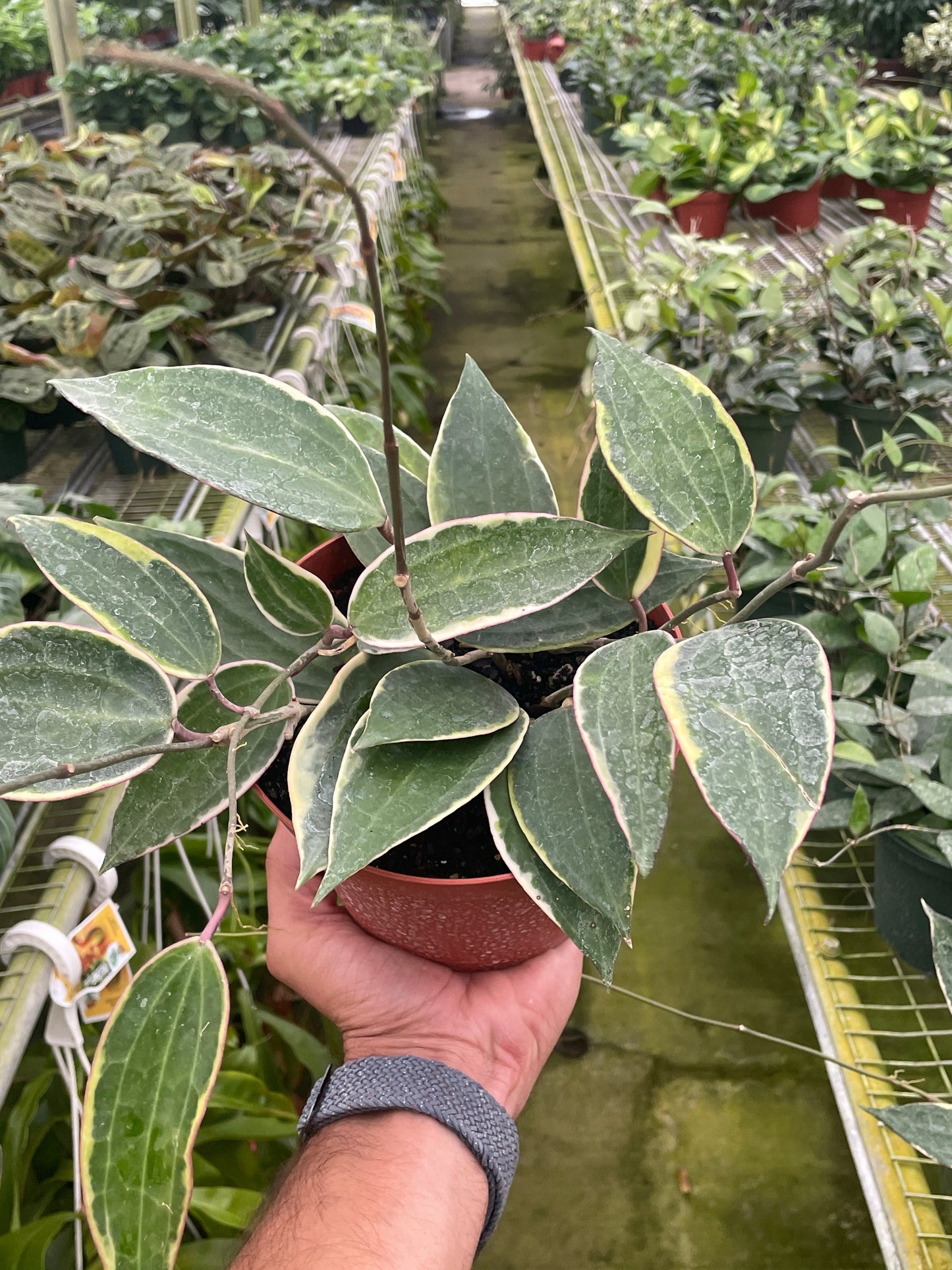 Hoya Macrophylla Variegated