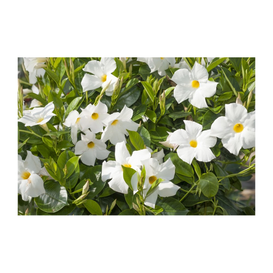 Dipladenia Premier White