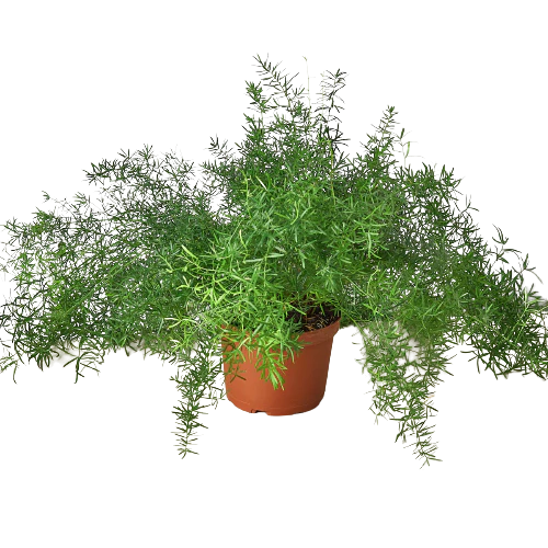 Fern 'Sprengeri'