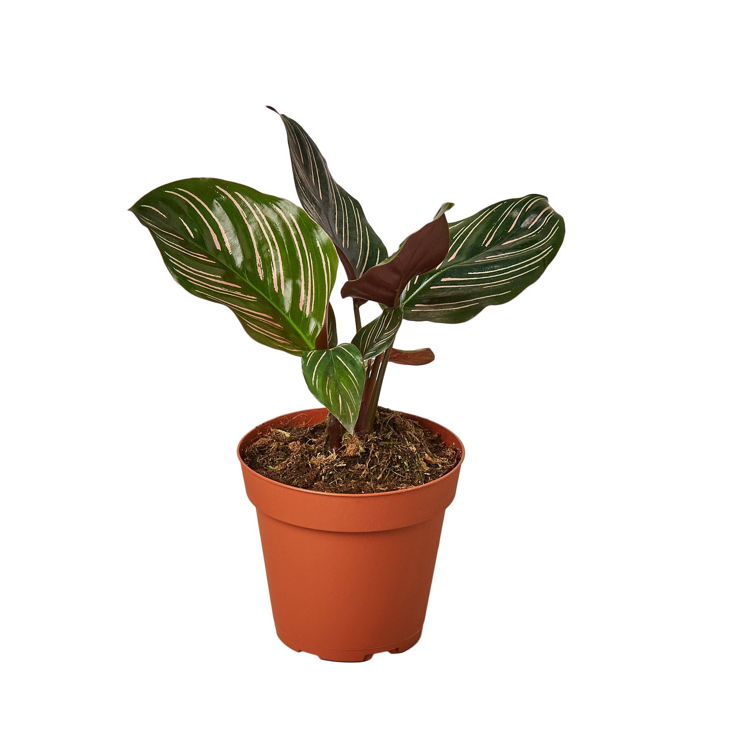 Calathea 'Ornata'