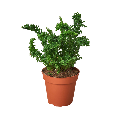 Emina' Fern - 4" Pot